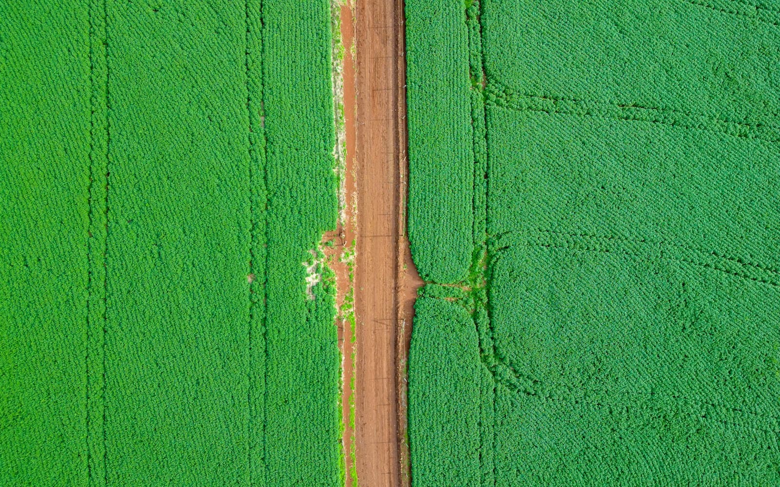 Estrada de terra entre duas lavouras de soja em Pato Branco, Paraná
