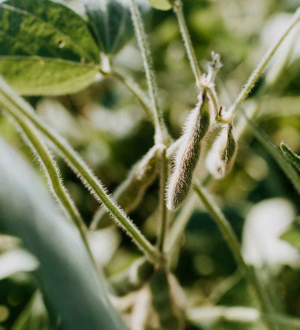 Detalhe de vagens de soja em uma planta